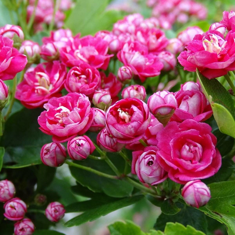 Aubépine Rose Flore Pleno, Crataegus