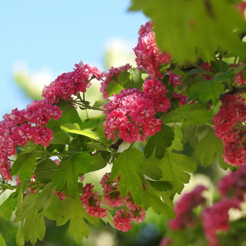 Aubépine rouge Paul Scarlett, Crataegus