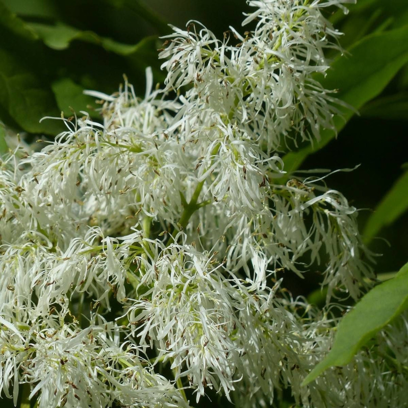 Frêne à fleurs, Fraxinus