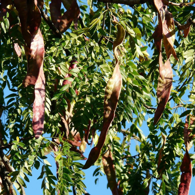 Févier d'Amérique Street keeper® 'Draves', Gleditsia