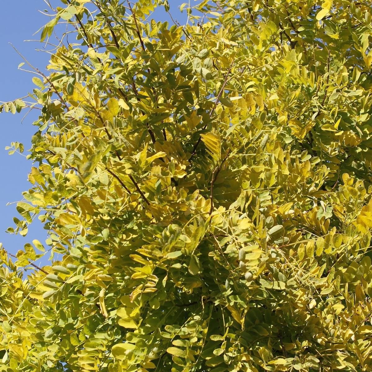 Févier d'Amérique Street keeper® 'Draves', Gleditsia