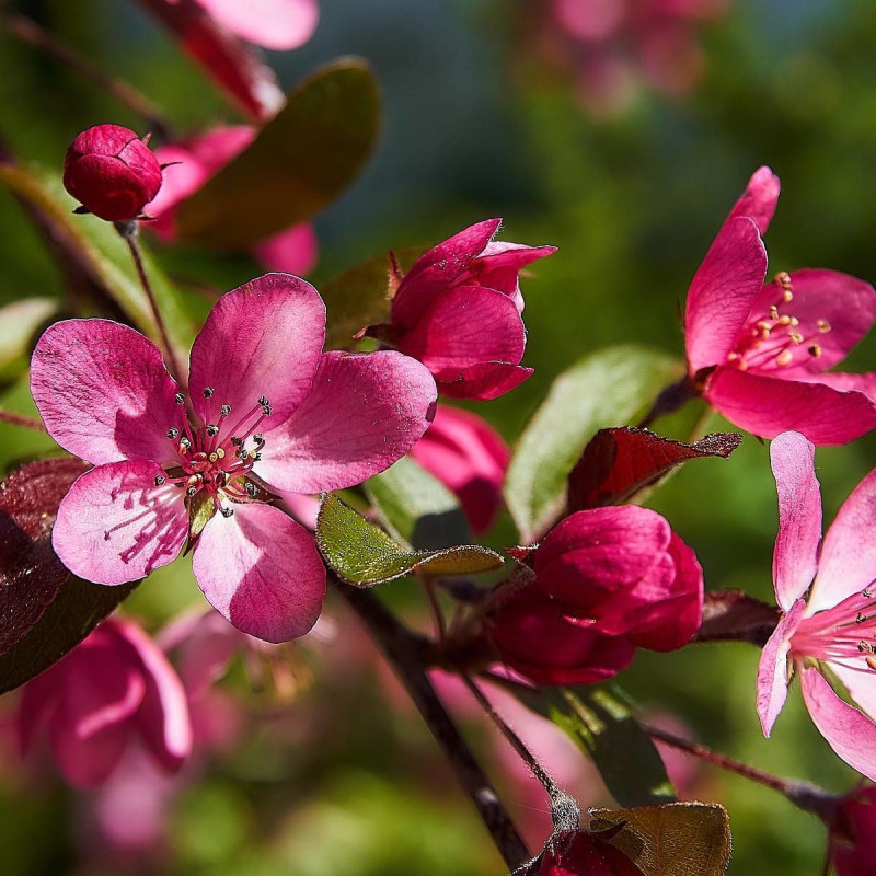 Pommier japonais, Malus