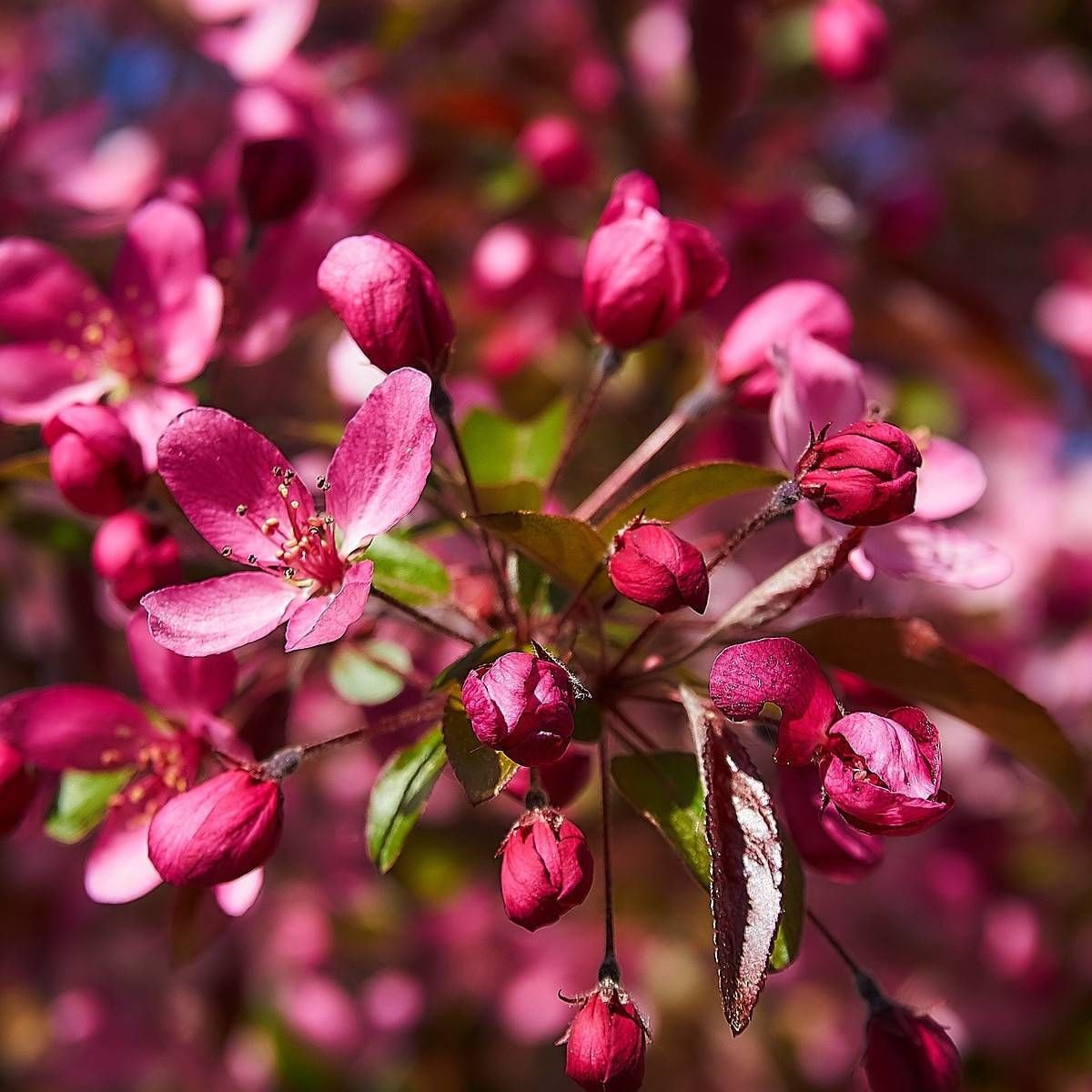 Pommier japonais, Malus Pommier japonais, Malus