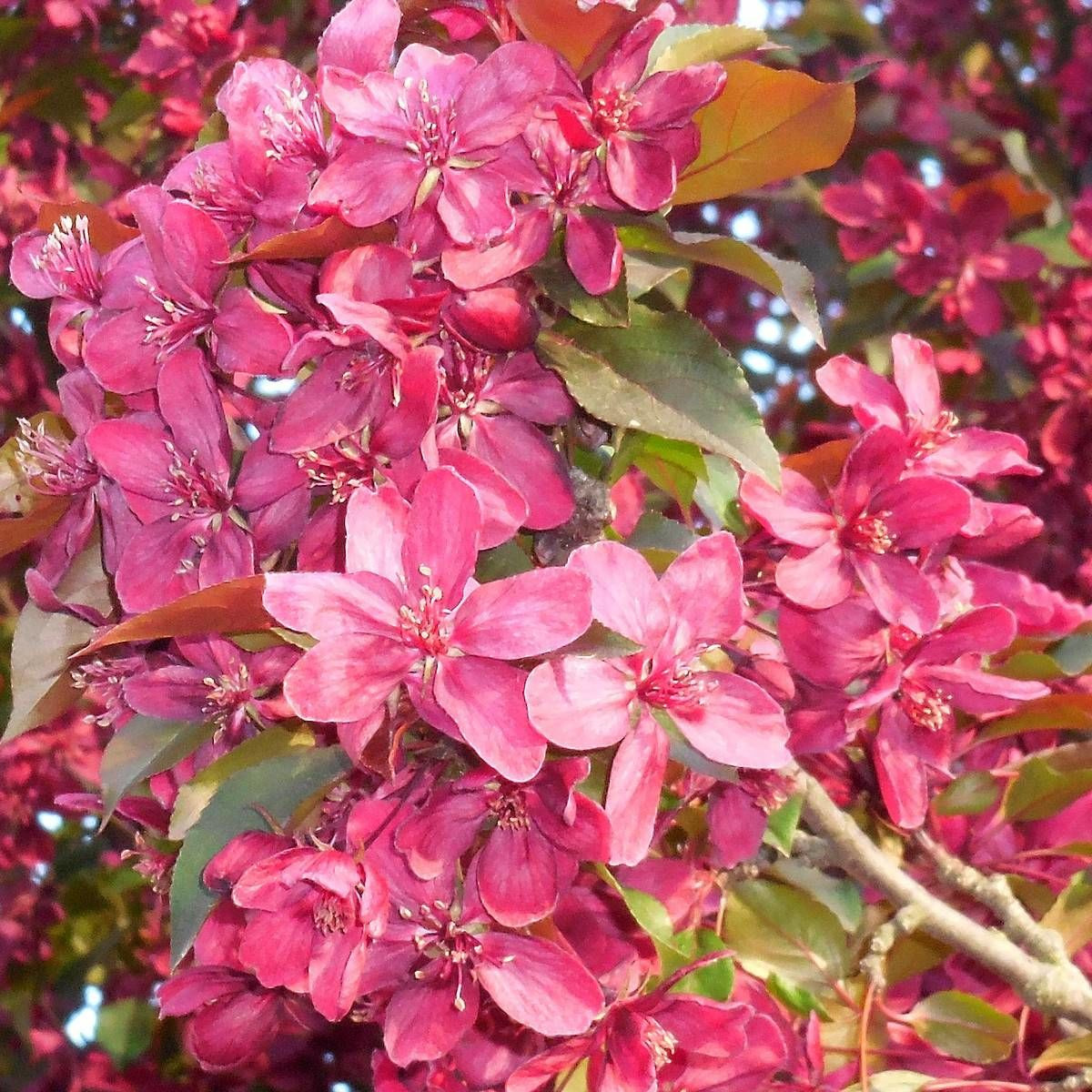 Pommier d'ornement Coccinella® 'Courtarou', Malus