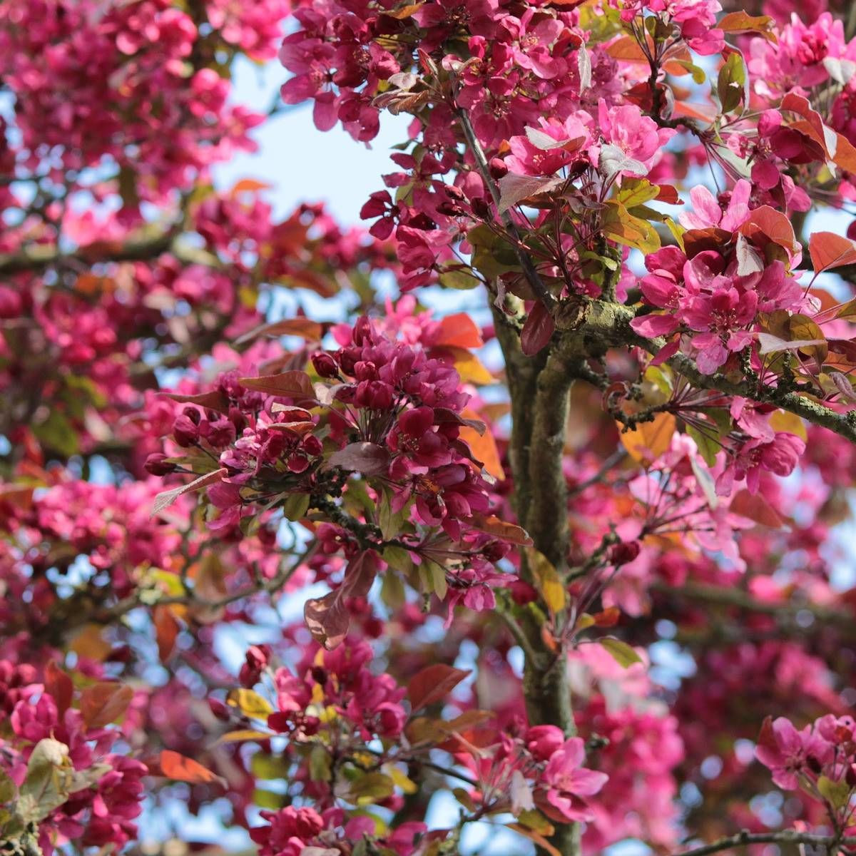Pommier d'ornement Coccinella® 'Courtarou', Malus