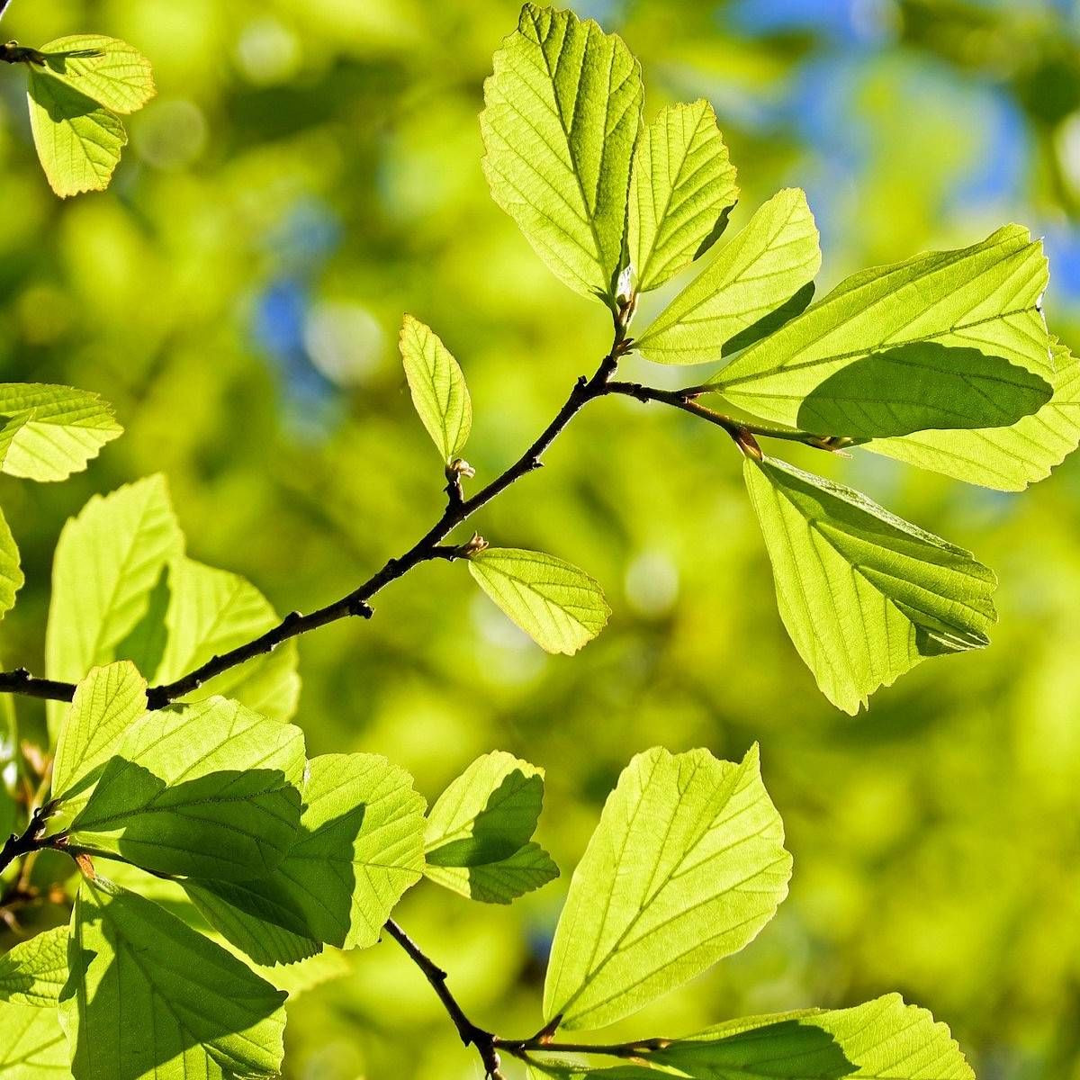 Parrotie de Perse, Parrotia