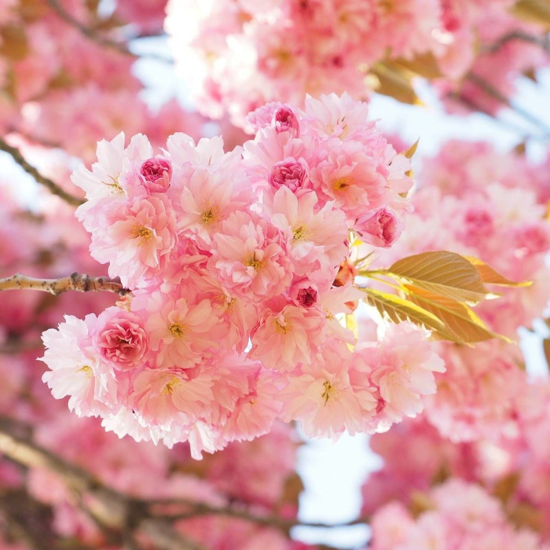 Cerisier du Japon New Red (Kanzan), Cerisier à fleurs