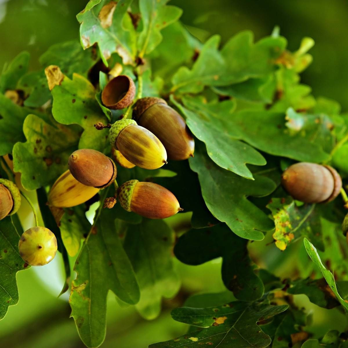 Chêne à feuilles d'Olivier, Quercus bivoniana