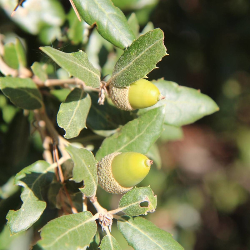 Chêne cuivré du Japon, Quercus phillyreoides