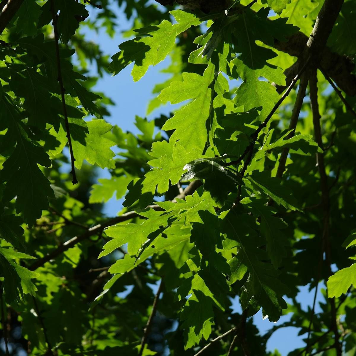 Chêne pédonculé, Quercus robur