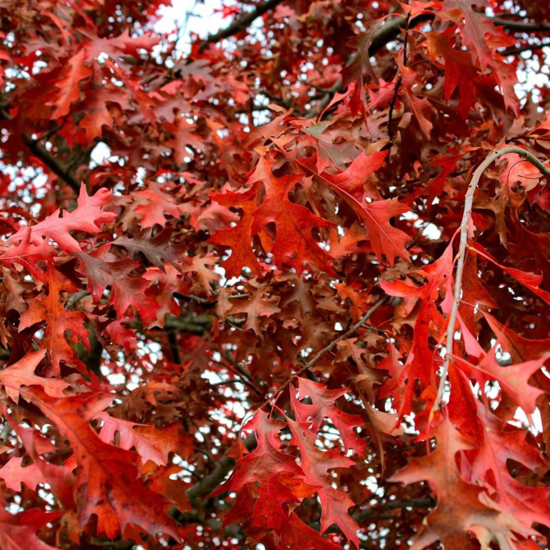 Chêne rouge d'Amérique, Quercus rubra