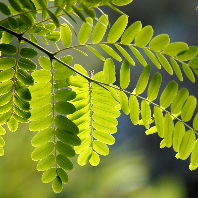 Robinier faux-acacia Frisia, Acacia, Robinier
