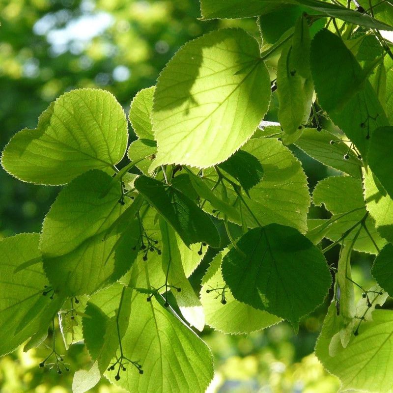 Tilleul d'Amérique Nova, Tilia