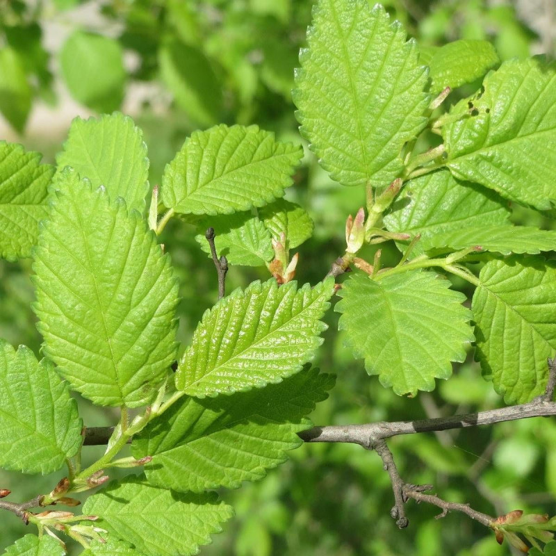 Orme RESISTA® 'Sapporo Gold', Ulmus