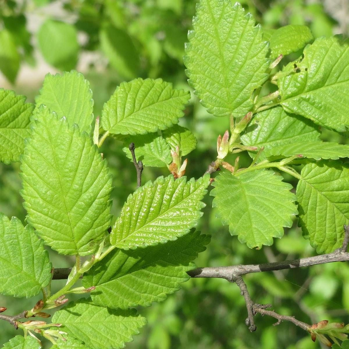 Orme RESISTA® 'Sapporo Gold', Ulmus