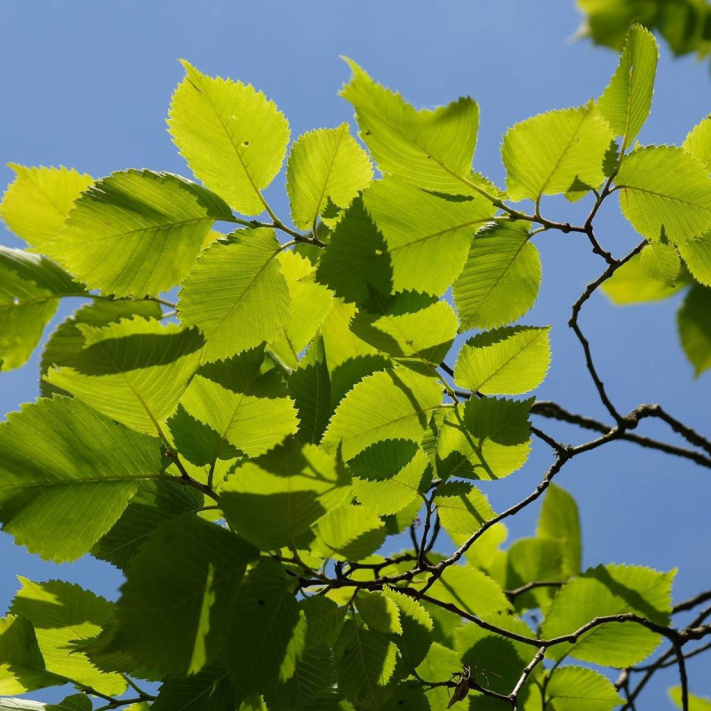Orme LUTECE® 'Nanguen', Ulmus