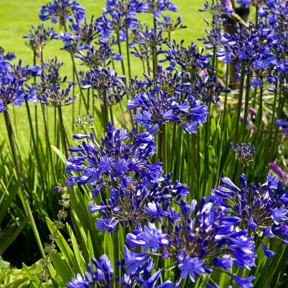 Agapanthe Blue Jeans®
