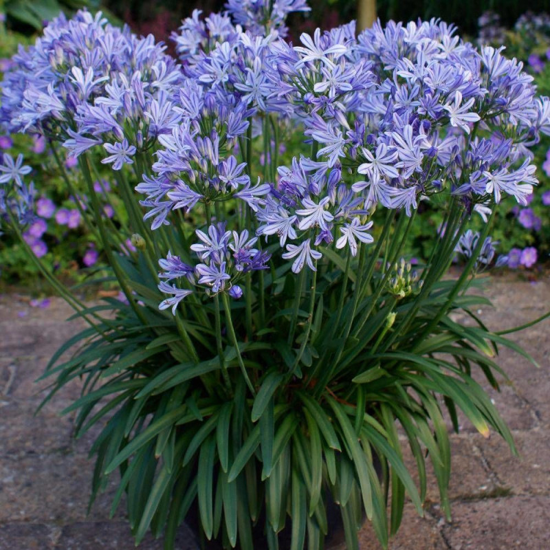 Agapanthe Charlotte®