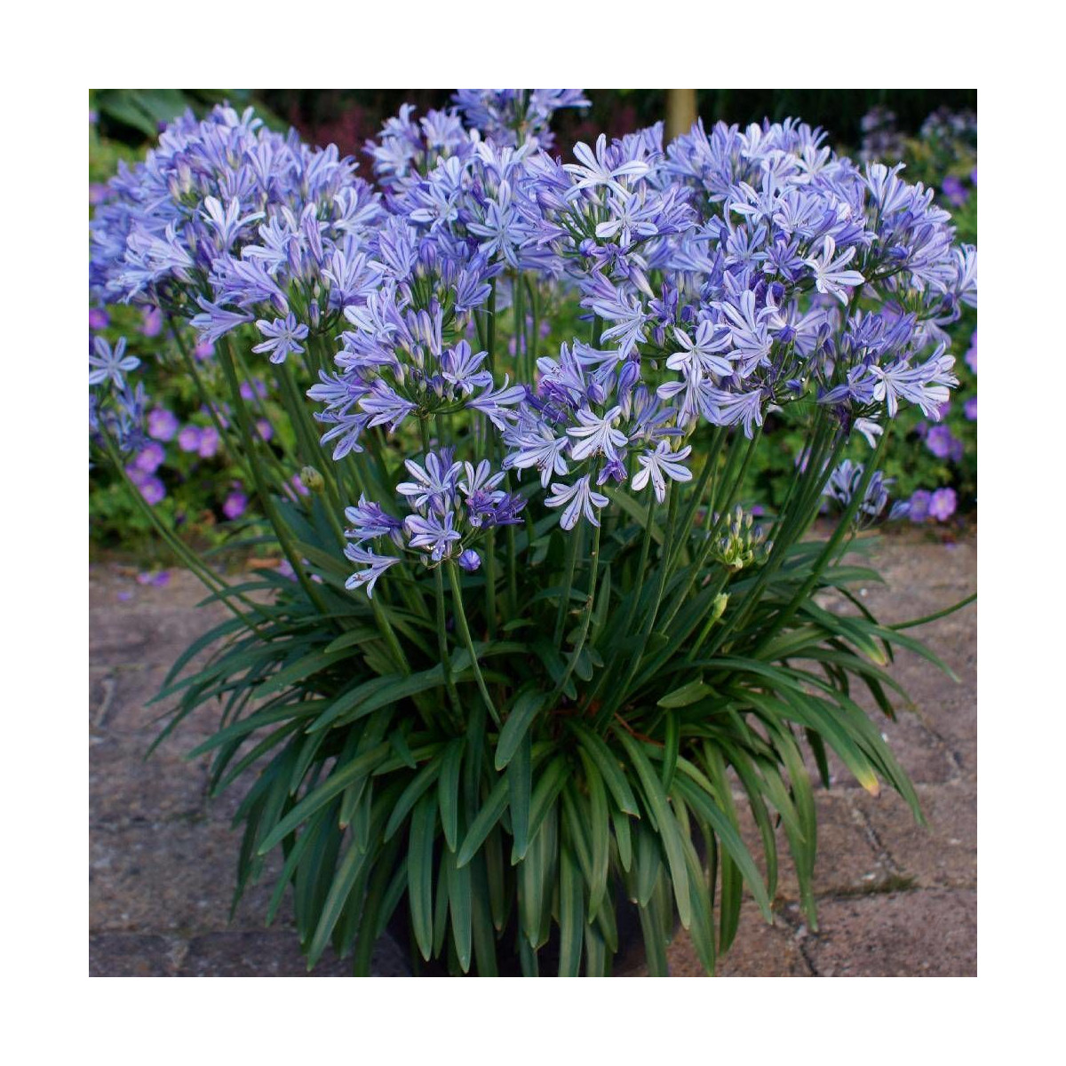 Agapanthe Charlotte® Agapanthe Charlotte®