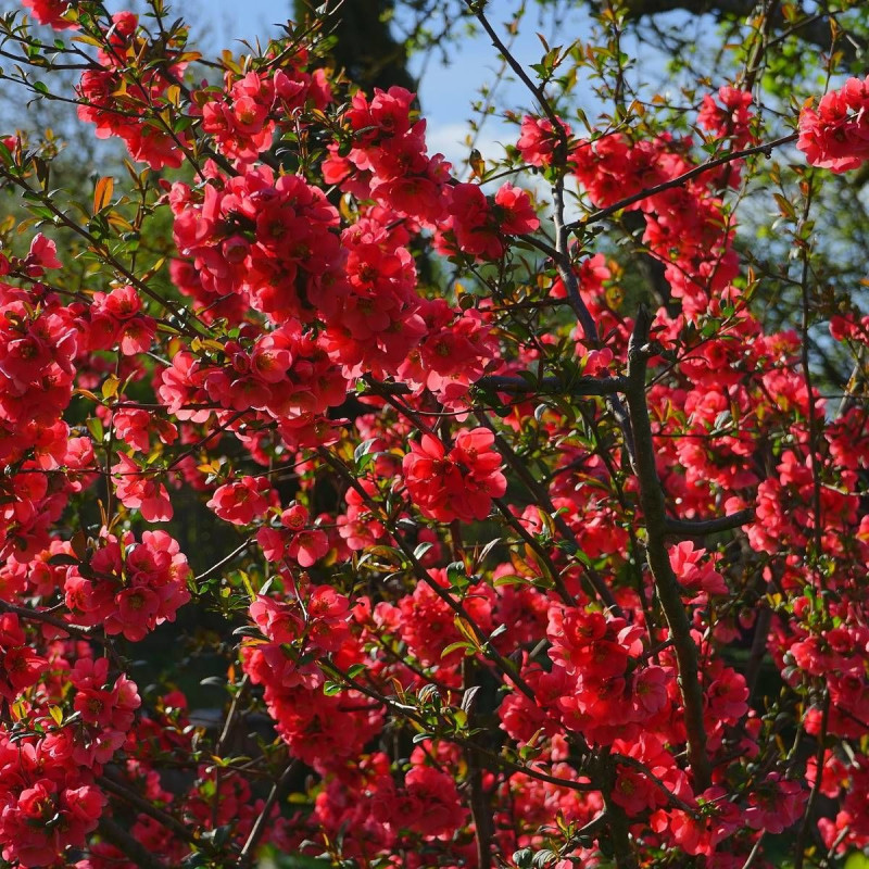 Cognassier du Japon Scarlet Storm®, Chaenomeles