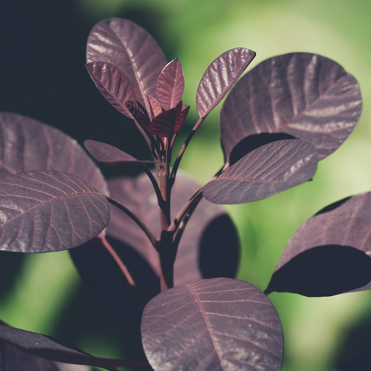 Arbre à perruque Dusky Maiden 'Londus', Cotinus Arbre à perruque Dusky Maiden 'Londus', Cotinus