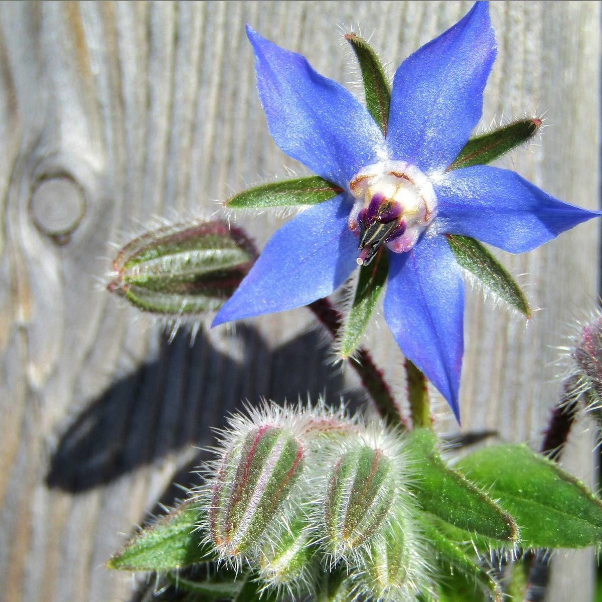 Bourrache officinale