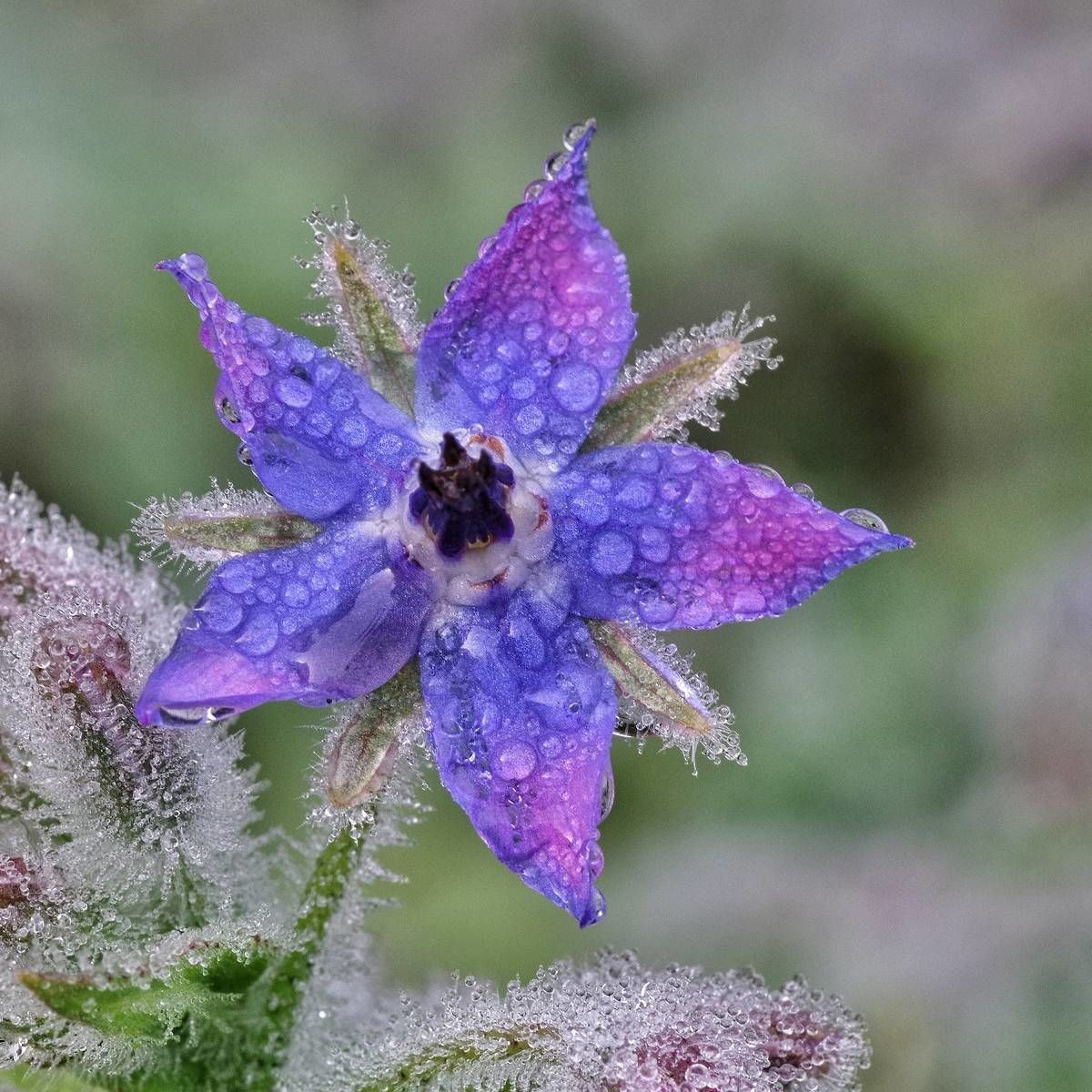 Bourrache officinale