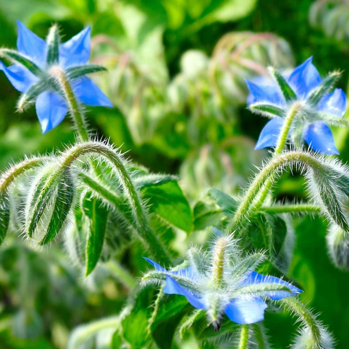 Bourrache officinale
