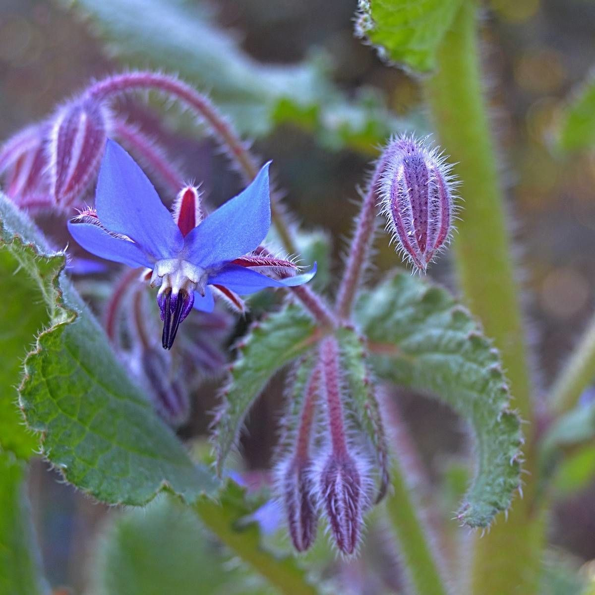 Bourrache officinale