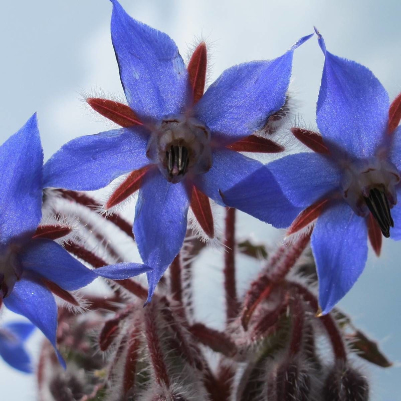 Bourrache officinale - Sans traitement