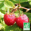 Framboisier Bohème BIO