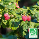 Framboisier Willamette BIO