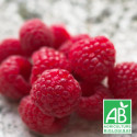 Framboisier Zeva BIO