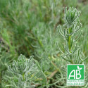 Romarin sauvage d'Afrique BIO