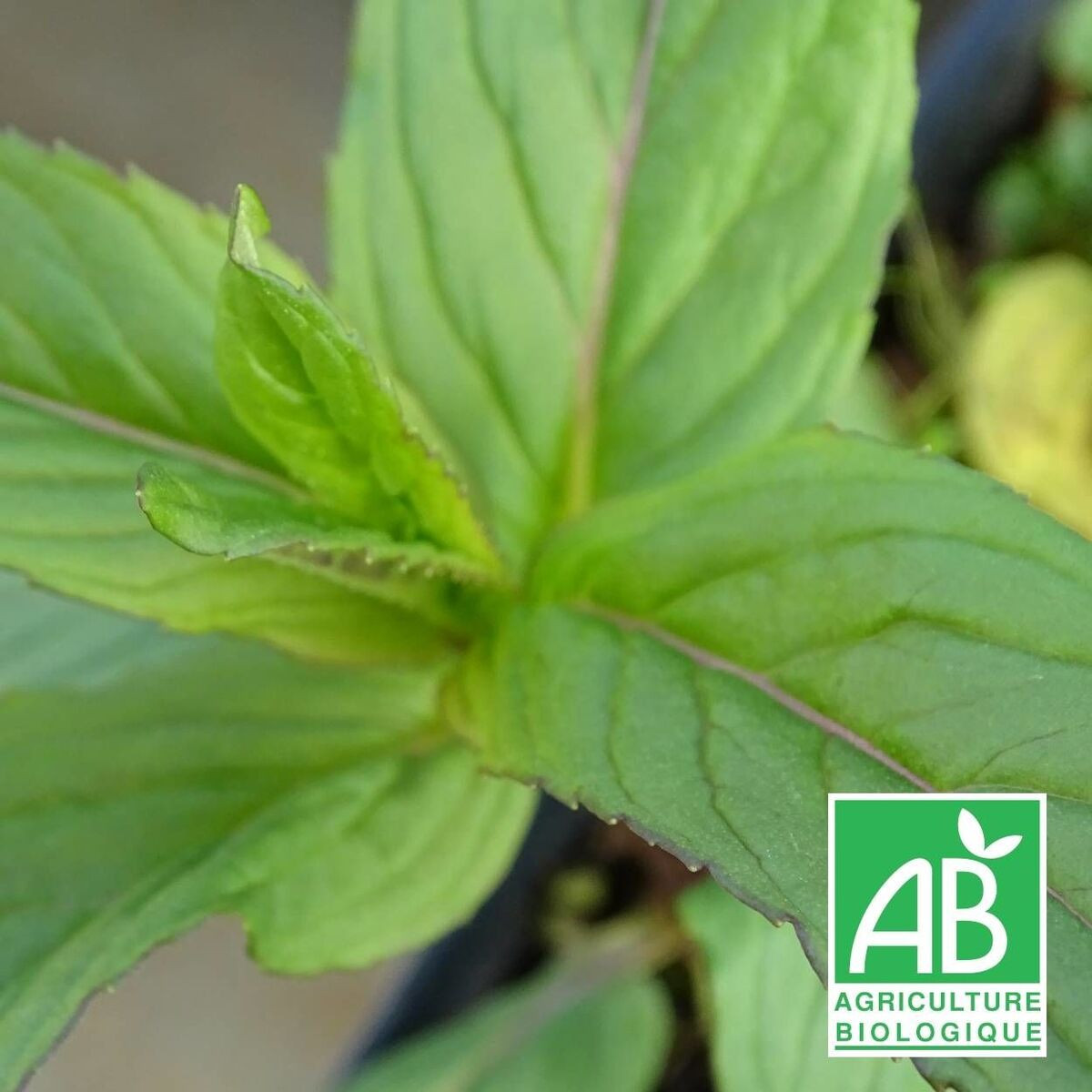 Menthe orange BIO