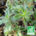 Thym poilu rampant ciliatus BIO