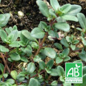 Thym chevelu comosus BIO