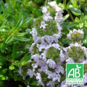 Thym luisant nitens BIO