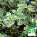 Thym pouliot BIO
