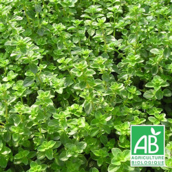Thym tabor BIO
