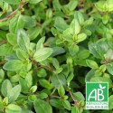 Thym serpolet serpyllum BIO