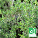 Thym commun compact BIO