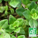 Thym citron BIO