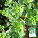 Thym citron rampant BIO