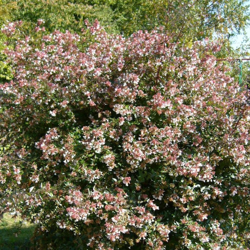 Abelia Little Richard, Abélia zanderi