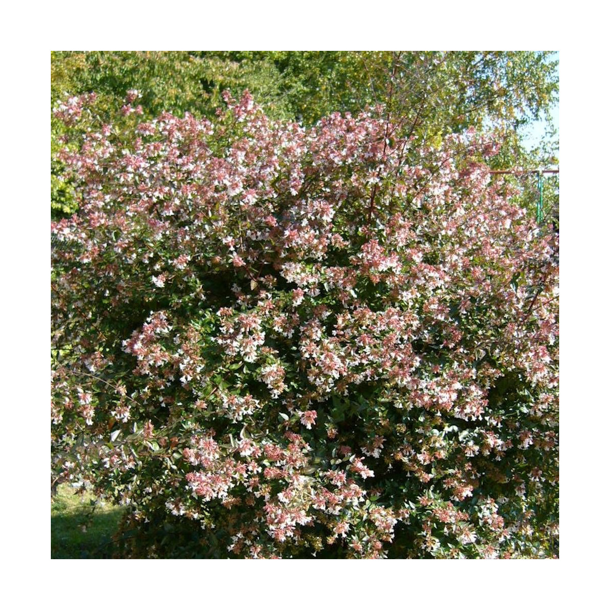 Abelia Little Richard idéal pour bordures et culture en pot Abelia Little Richard idéal pour bordures et culture en pot