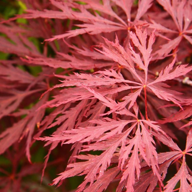 Érable du Japon Crimson Queen, Acer palmatum