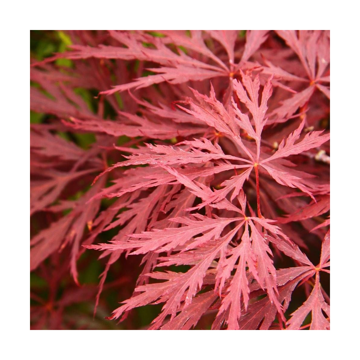 Érable du Japon Crimson Queen, Acer palmatum