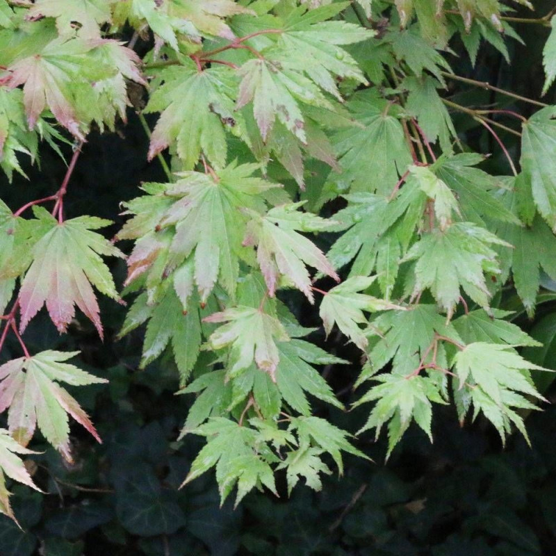 Érable du Japon Orido Nishiki, Acer palmatum