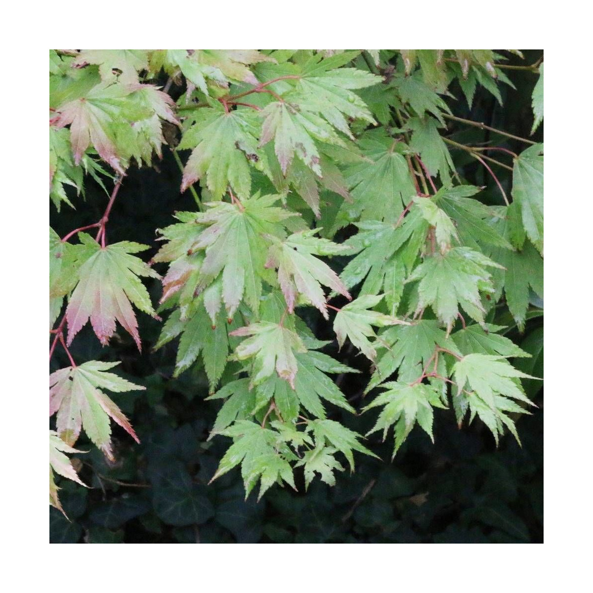 Érable palmé palmatum Orido Nishiki